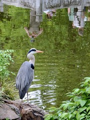 Great Blue Heron (Bethmann Park)