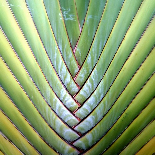 nature pattern by Fotosia