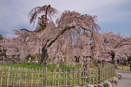 【写真】桜 : 渡月橋
