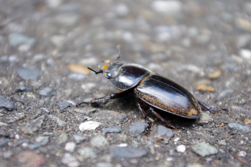 爬在馬路上隨時有被輾爆危險的甲蟲兒