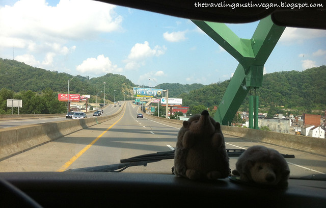 Hedgehogs In West Virginia