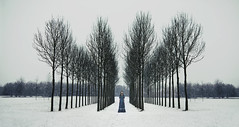 A line of trees