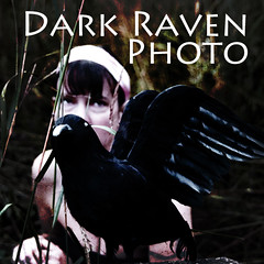 Dark Raven Photo
