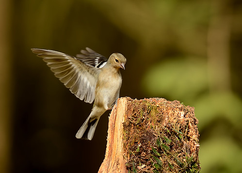 Female Chaffinch landing by Andy Pritchard - Barrowford