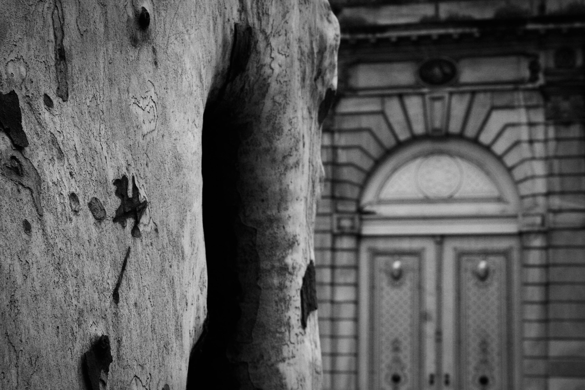 A plane tree and a doorway.
