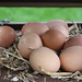 Countryside Challenge 2013 - Eggs