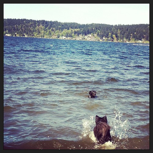Swimming dogs at Magnuson Park today. #dogs #seattle #park