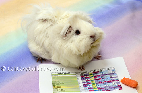 Guinea pig Abby-Roo with nutrition chart food list