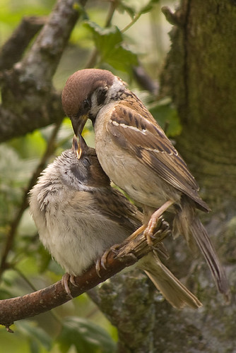 Tree Sparrows 6
