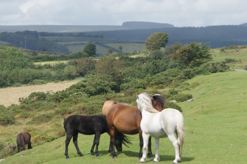 Wild Ponies on Dartmoor