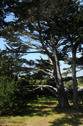 Huge and long limbed, like an ent, Monterey Cypress, you keep expecting them to talk to you, or walk along the path, Asilomar Conference Grounds, state park, Pacific Grove, California, USA by Wonderlane