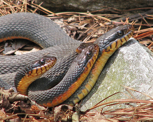 mating Red-bellied watersnakes (Nerodia erythrogaster) - WILD by Vicki's Nature