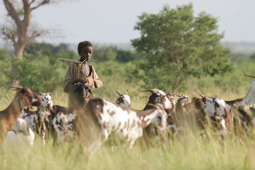 Fulani boy in Niger herds his family's animals