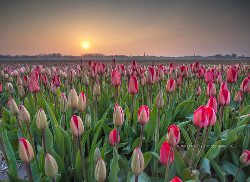 admire the blooming flower fields at sunrise by Nathalie Stravers