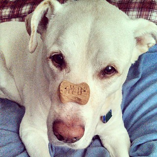 Got Cookie? #dogtreats #dogstagram #review