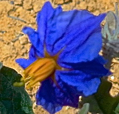 Flower To Find on Israel