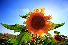 Sunflowers - Sde Yoav - Israel