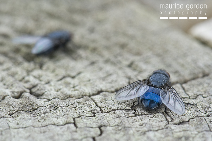 blue-arsed fly