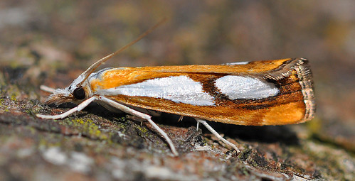 1313 Catoptria pinella Blean Woods by Kinzler Pegwell