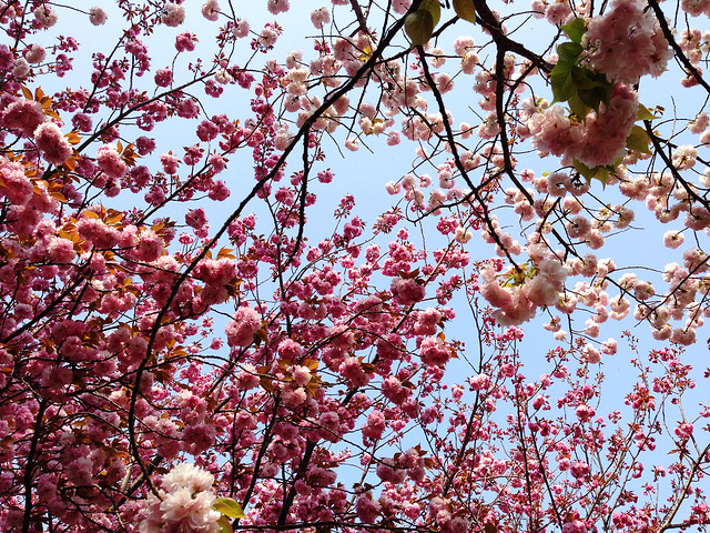 Springtime in Katano