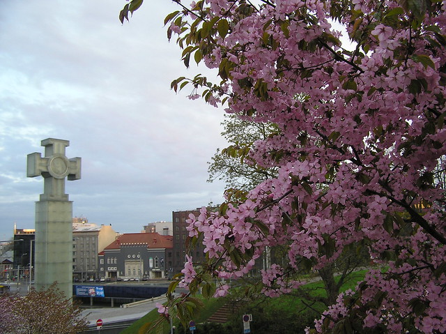 Cherry trees in Tallinn