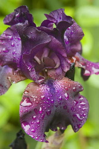 deep purple iris with rain