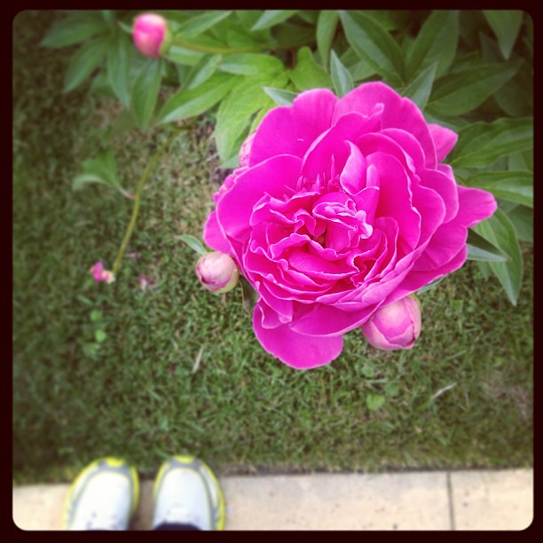 The peony I've been stalking finally popped! #foundwhilerunning