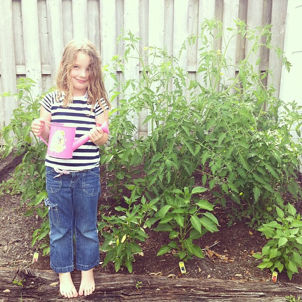 Our Mr. Stripey tomato plant is taller than McKinley! #jonahbonahgarden2013