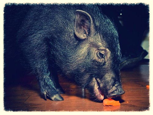 Pig (195/365) by elawgrrl
