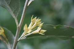 Elaeagnaceae