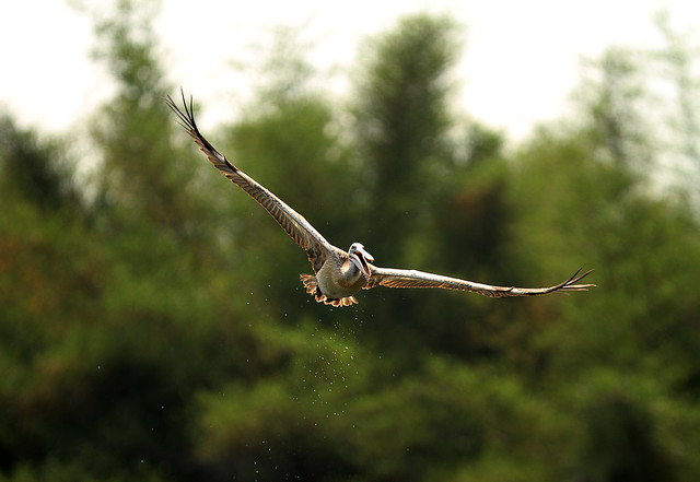 Ranganthithu Bird Sanctuary