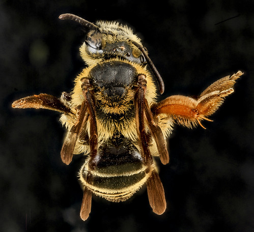 Andrena fulvipennis, F, Back, MD_2013-07-18-14.56.46 ZS PMax