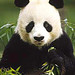 oso-panda[1]