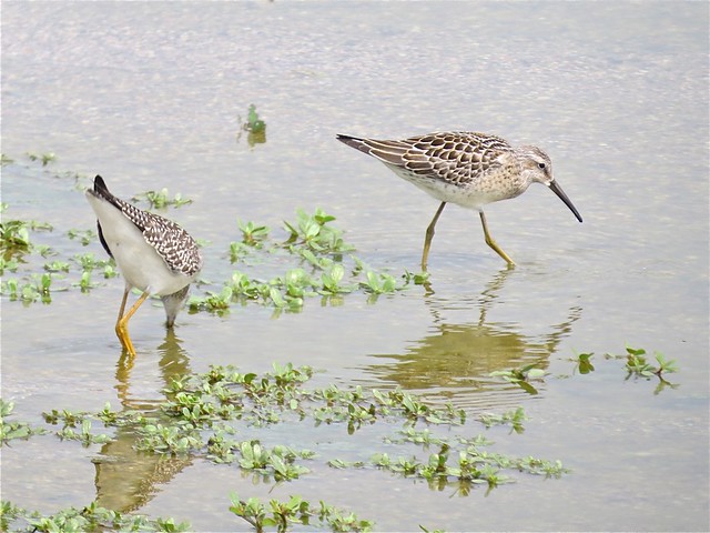 Stilt Sandpiper and Lesser Yellowlegs at El Paso Sewage Treatment Center in Woodford County, IL 04
