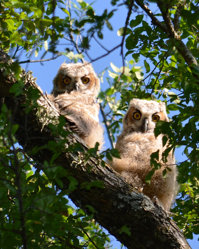 Owlets Out of the Nest (explored)