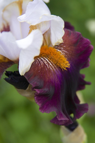 Bicolor Iris 4