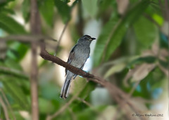 Passeriformes, Contigidae - Cotingas, Umbrellabirds, Pihas