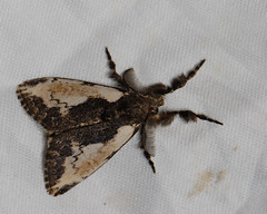 Erebidae, Lymantriinae - Thailand