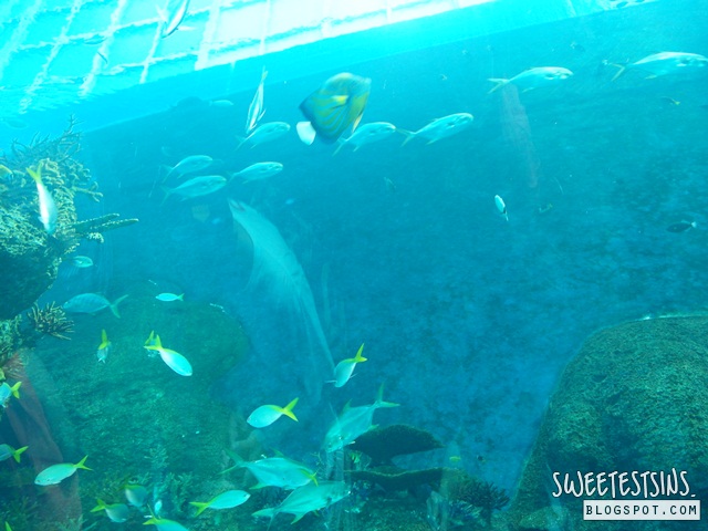 sea aquarium marine life park resort world sentosa singapore (12)