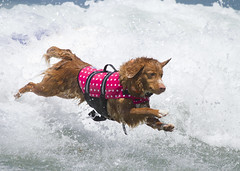 Surf Dog Competition - Imperial Beach (2013)