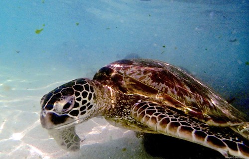 Turtle, North Shore Oahu