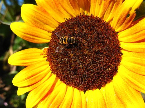 sunflower and fly