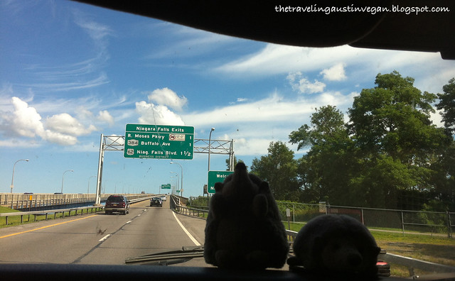 Hedgehogs On The Way To Niagra Falls, Canada