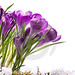 flores-hermosas-del-resorte-del-arte-23605207
