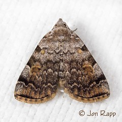 Moths Part 7 #8322 - 8998 Noctuidae
