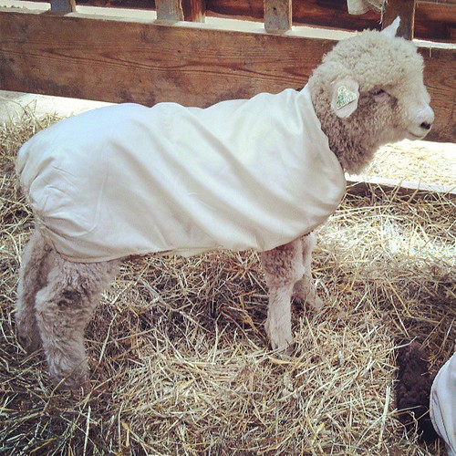 Baby baaaaaa! #sheep #NHSheepandWool #cute #fiber