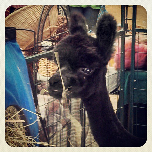 Got #Alpaca ? #NHSheepandWool #cute #fiber