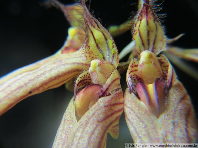 1216 - Bulbophyllum louis sander