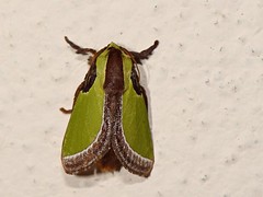 Limacodidae, Thailand