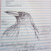 raven sketch in my regular journal